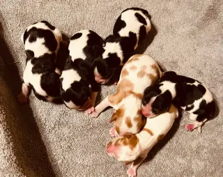 Cavalier King Charles spaniel puppies