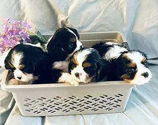 Cavalier King Charles spaniel puppies
